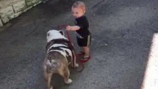 YouTube: bebé aprende a pasear a su perro en un tierno video viral