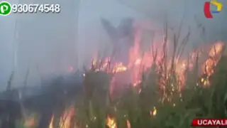 Grave daño ecológico dejó incendio forestal en Ucayali