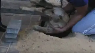 Rusia: rescatan a perrita que había sido enterrada viva