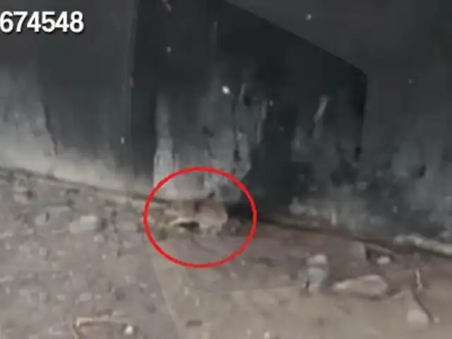 Vecinos denuncian que plaga de ratas ha invadido pilares del Metro de Lima