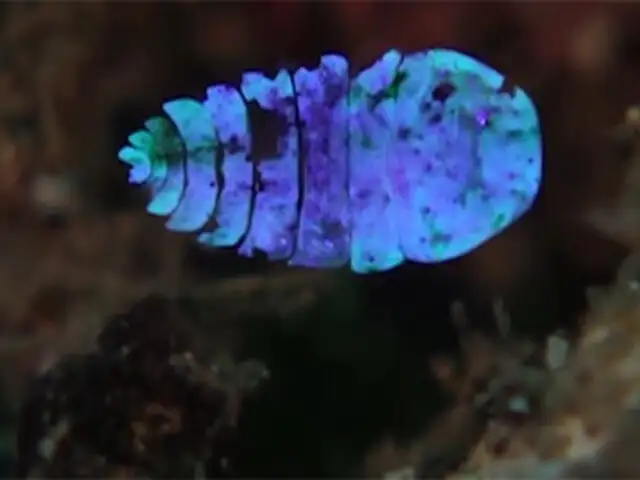 VIDEO: revelan el secreto de la criatura marina que se vuelve invisible