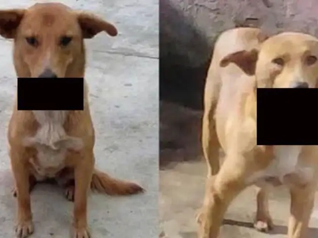 FOTOS: pandilleros estallan explosivo en el hocico de una perra