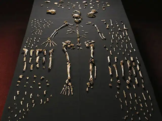 'Homo naledi', el nuevo antepasado humano descubierto en Sudáfrica