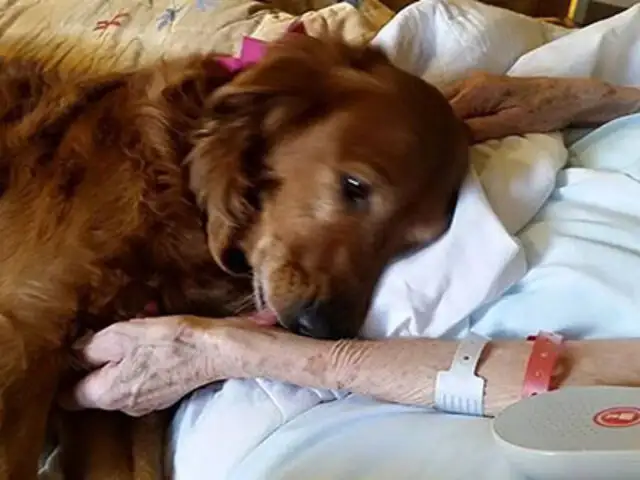 FOTOS: conoce a J.J., el perro de terapia que consuela a los enfermos