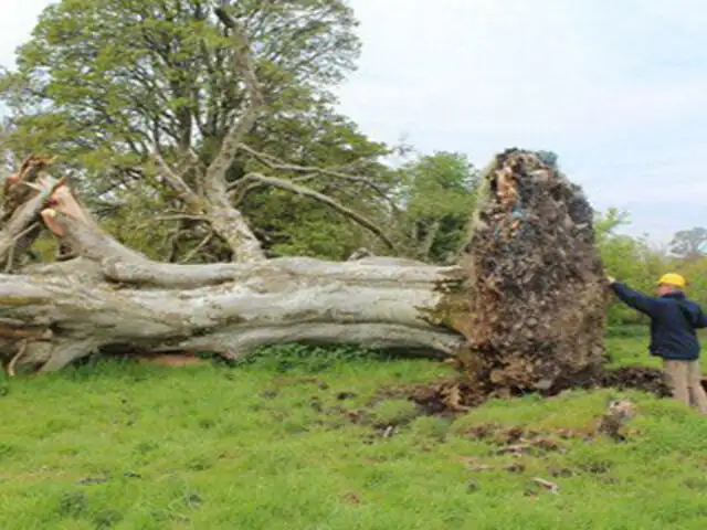 FOTOS: pobladores realizan insólito hallazgo en árbol derribado por tormenta