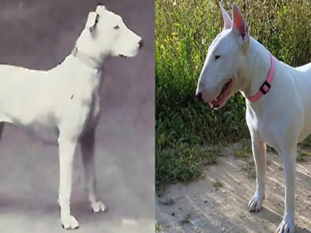 FOTOS: así cambiaron los perros en los últimos 100 años
