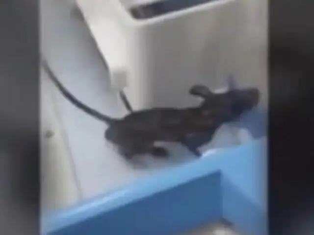 VIDEO: rata ingresa a incubadora y muerde a bebé prematuro