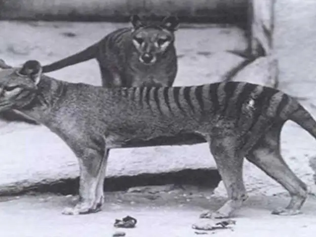 FOTOS: 10 animales extintos durante el último siglo que quizás no conocías
