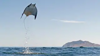 VIDEO: ¿Cómo logran las mantarrayas ‘volar’ sobre el mar?