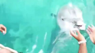 Bahamas: Delfín recupera celular que había caído al fondo del mar