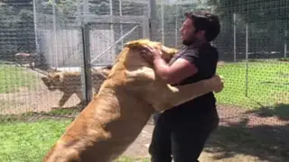 VIDEO: así fue el conmovedor reencuentro de una leona y su primer cuidador