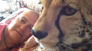 Sudáfrica: Mujer asegura que guepardo le ayudó a superar el cáncer