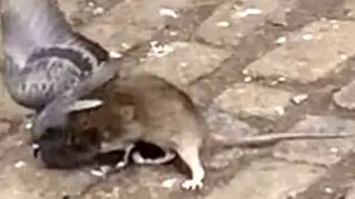 YouTube: rata y paloma libran batalla mortal en plena calle de Nueva York
