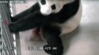 Registran parto de osa panda en zoológico de Canadá