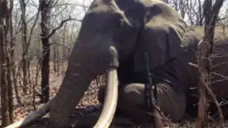 Matan a elefante de casi 60 años en Zimbabue