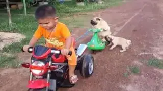 YouTube: adorables perros luchan por subirse a un triciclo