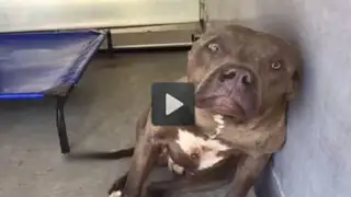 VIDEO: así fue la tierna reacción de un pitbull maltratado cuando le dieron cariño