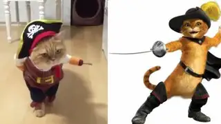 Disfraz de Halloween de un gato pirata es todo un éxito en redes sociales