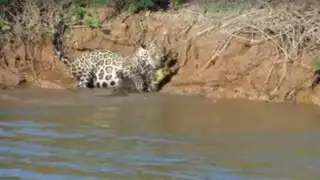 Impactantes imágenes: Jaguar toma de presa a caimán en el río Amazonas