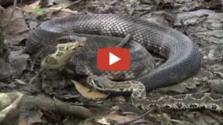 VIDEO: así es como una enorme serpiente se come a otra en solo minutos