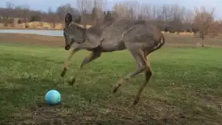 YouTube: ciervo juega con pelota y se vuelve un éxito en la red