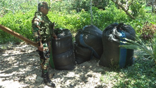 Policía incauta 100 kilos de hoja de coca en el Alto Huallaga