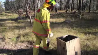 Australia: hombre encuentra algo en tenebroso bosque que le cambió la vida