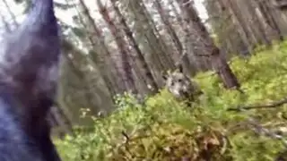 YouTube: perro de cacería sobrevive al ataque de dos lobos salvajes