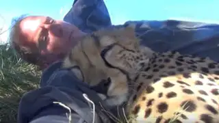YouTube: quiso tomar una siesta y un guepardo se quedó dormido junto a él