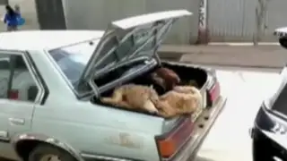 Huánuco: ovejas son trasladadas en maletera de auto