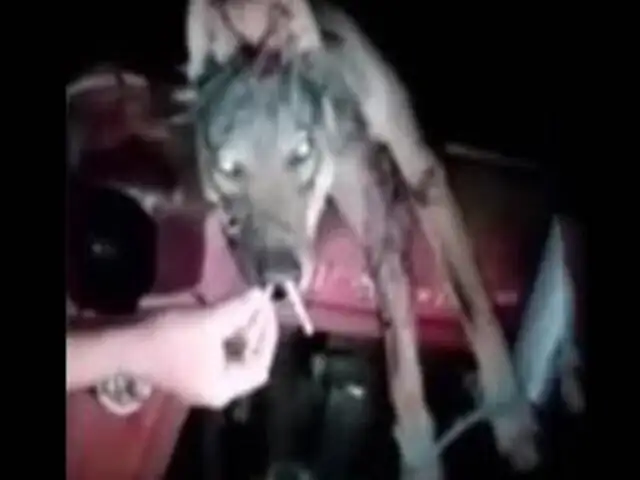 VIDEO: desadaptados masacran a lobo y lo obligan a fumar un cigarrillo