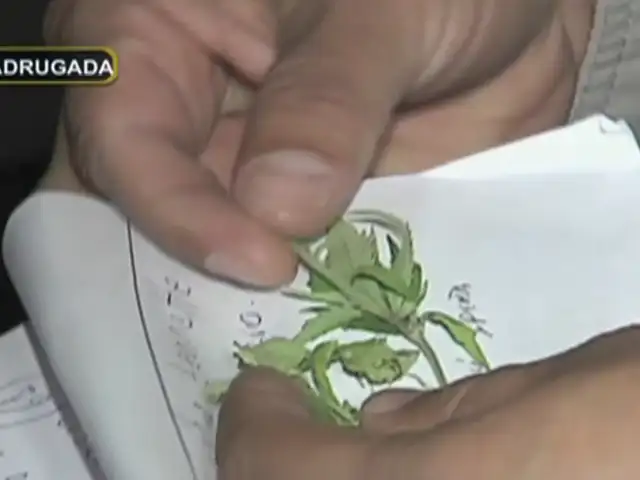 Policía intervino laboratorio artesanal de marihuana en Barranco
