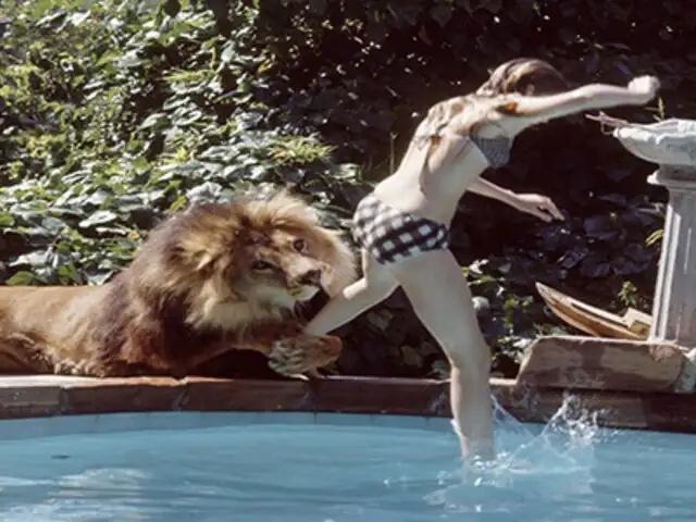 FOTOS: ¿Cómo es vivir con una manada de leones en casa?