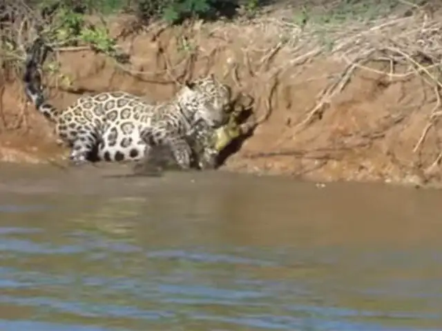 Impactantes imágenes: Jaguar toma de presa a caimán en el río Amazonas