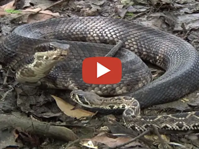VIDEO: así es como una enorme serpiente se come a otra en solo minutos