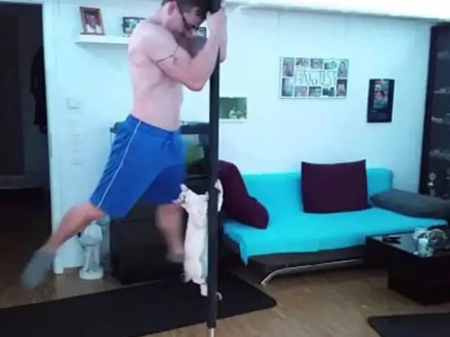 VIDEO: gato sorprende bailando pole dance junto a su dueño