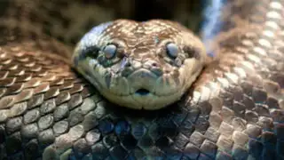 Yacumama: serpiente de 30 metros de largo habría devorado a grupo de pobladores