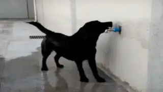 YouTube: conoce a Dara, la perra labradora que se baña sola