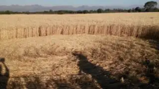 VIDEO: Ovnis dejan extrañas huellas en campos de trigo