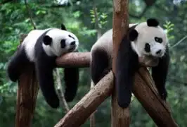 Científicos chinos aseguran haber descifrado el lenguaje de los osos panda