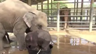 Mira el divertido baño de un elefantito que no quiere dejar de jugar con el agua