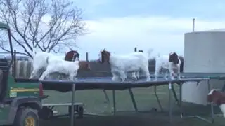 YouTube: cabras se divierten saltando sobre un trampolín