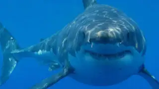 Mira al tiburón blanco más grande registrado por una cámara