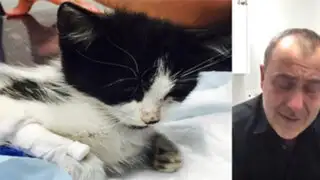 Conmovedor mensaje de un veterinario que no pudo salvar la vida de un gato maltratado