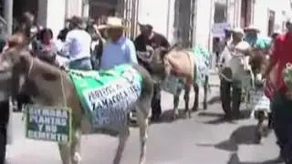 Arequipa: agricultores protestan llevando burros a Consejo Regional