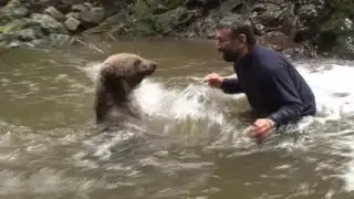 Hombre que juega y chapotea junto a un oso grizzly silvestre es viral
