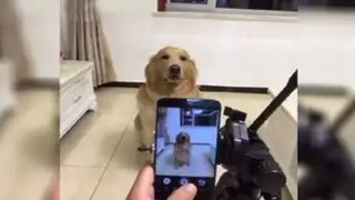 VIDEO: mira como este adorable perro muestra su sonrisa para la cámara