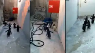 La fallida fuga de cinco pingüinos de un zoológico causa furor en las redes