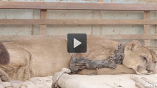 VIDEO: liberan a un puma tras 20 años de maltratos en un circo