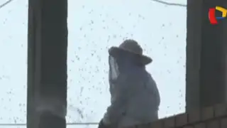 Chimbote: varios heridos por picaduras de abeja